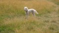 /album/photogallery/crazy-pup-cutesy-jpg/